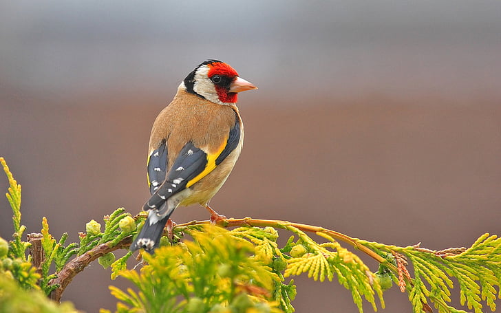 Birds, Goldfinch, Animal, Bird, Branch, Colorful, European Goldfinch, Leaf, HD wallpaper