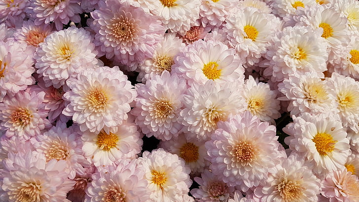 chrysanthemums, flowers, pink, blooms, delicate, HD wallpaper
