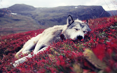 berge natur tiere tierwelt hunde schlafen wölfe 1920x1200 Tiere Hunde HD Art, Natur, Berge, HD-Hintergrundbild HD wallpaper