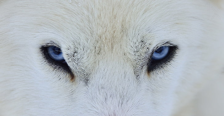 Olhos de lobo branco, lup, lobo, branco, pele, olhos, azuis, HD papel de parede