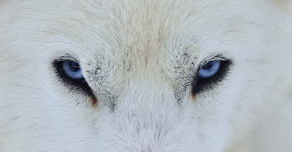 Yeux de loup blanc, lup, loup, blanc, peau, yeux, bleu, Fond d'écran HD HD wallpaper