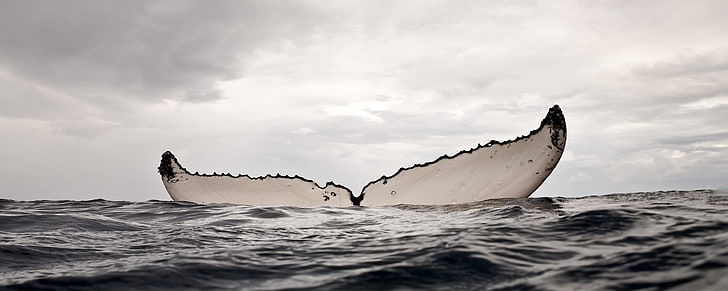 whale, sea, water, humpback whale, HD wallpaper