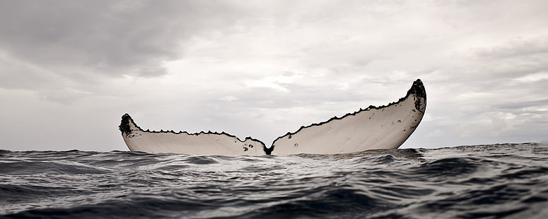 кит, море, вода, горбатый кит, HD обои HD wallpaper