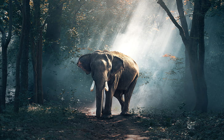 Forest Elephant 4K, Forest, elephant, HD tapet