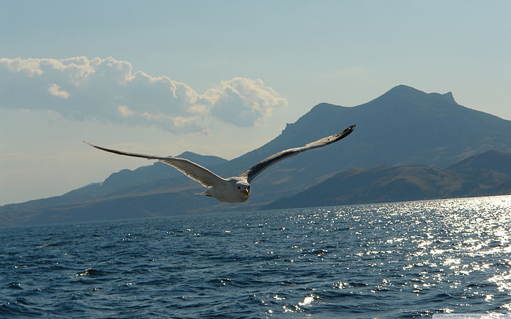 Gull Flight Over Seawater Desktop Wallpaper Layar Penuh, Wallpaper HD