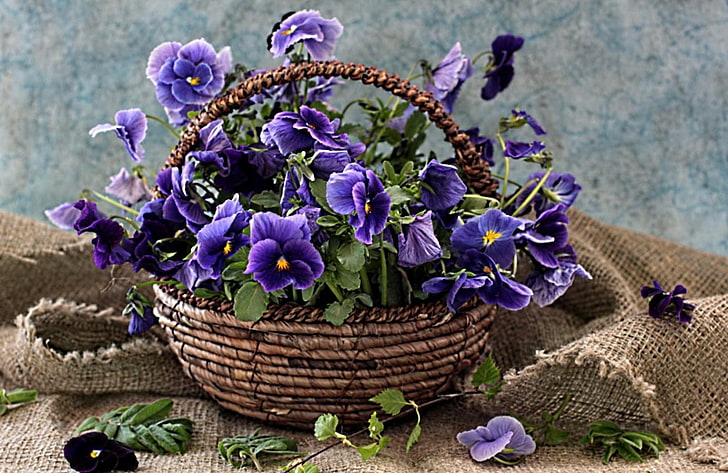 purple pansy flowers and brown wicker basket, pansies, flowers, shopping, leaves, burlap, HD wallpaper