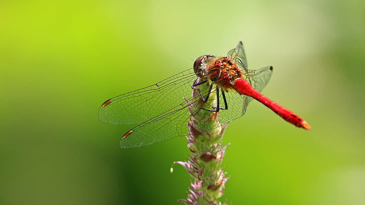 closeup photography of Flame Skimmer perching on green plant during daytime, dragonfly, closeup photography, Flame Skimmer, green plant, daytime, Fantastic, Nature, insect, Macro, Dreams, macros, animal, close-up, animal Wing, wildlife, summer, HD wallpaper