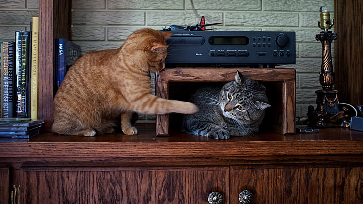 สัตว์แมวในบ้านแมว, วอลล์เปเปอร์ HD