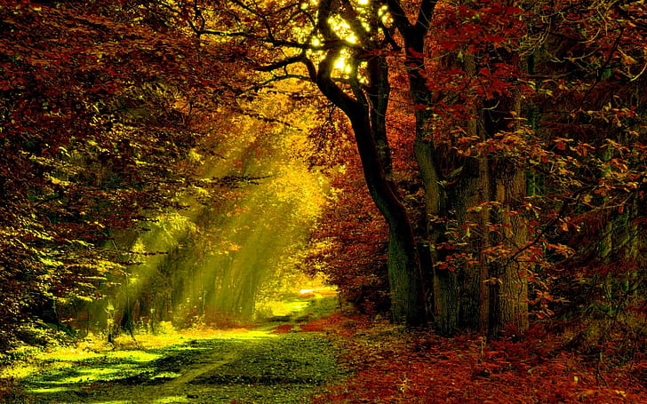 LIGHTED TRAIL, trail, light, forest, trees, nature, rays, HD wallpaper