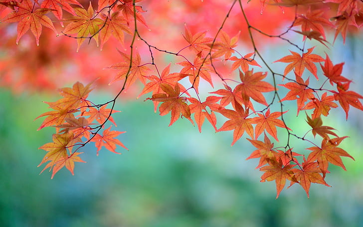 Japonês, folhas de bordo vermelho lindo, galhos, japonês, folha de bordo laranja, Linda, Vermelho, Maple, Folhas, galhos, Japonês, HD papel de parede