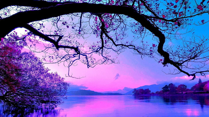danau, air, indah, langit, malam, cabang, langit ungu, merah muda, pohon, refleksi, pagi, Wallpaper HD