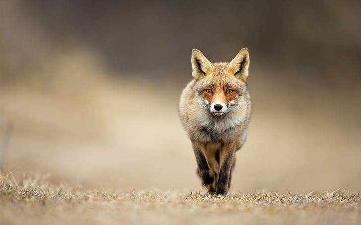 Vorderansicht des Tierfuchses, Tier, Fuchs, Front, Ansicht, HD-Hintergrundbild