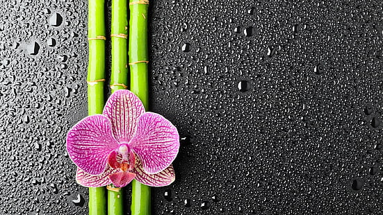 pink orchid flower, flowers, water drops, bamboo, orchids, plants, texture, HD wallpaper HD wallpaper