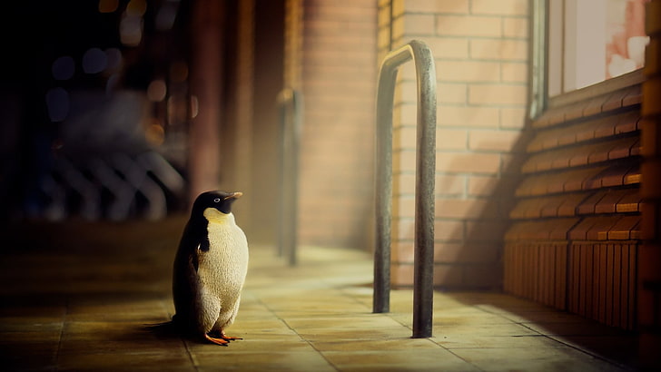 black and white emperor penguin, digital art, artwork, animals, 3D, CGI, penguins, street, tiles, bricks, window, HD wallpaper
