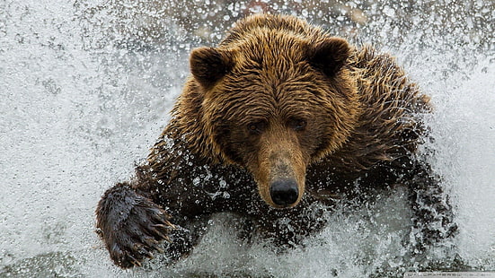 Bären, Tiere, HD-Hintergrundbild HD wallpaper