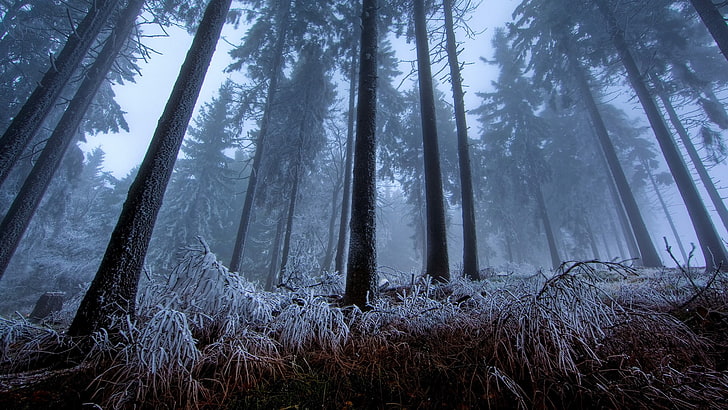 grünblättrige Bäume, Natur, Wald, Bäume, Nebel, Winter, weiß, HD-Hintergrundbild