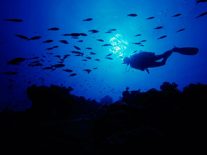 mergulhador, mergulho, peixe, oceano, mergulho, mar, subaquático, HD papel de parede