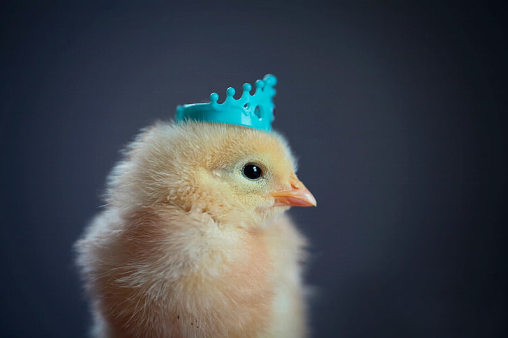 yellow chick, background, crown, chicken, HD wallpaper