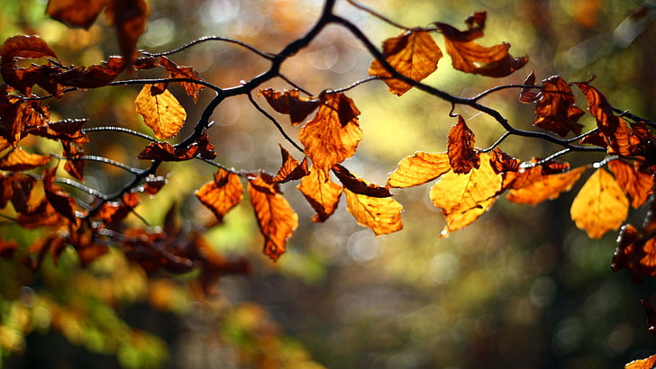 hojas marrones, ramitas, hojas, profundidad de campo, naturaleza, plantas, otoño, Fondo de pantalla HD