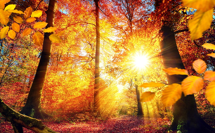 Hösten i Tyskland, bruna lövträd, Säsonger, Höst, Natur, Vacker, Landskap, Träd, Ljus, Strålar, Löv, Scen, Skog, Färger, Rödaktig, Ljus, Tyskland, Skogen, Säsong, Hösten, Europa, lövverk, balkar, livlig, pittoresk, HD tapet