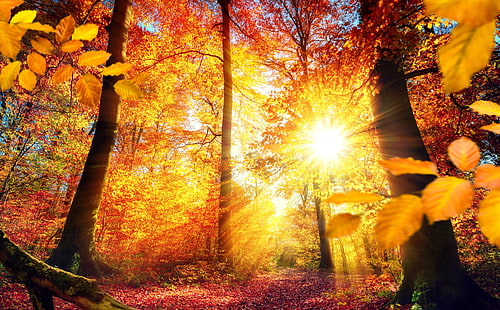 ドイツの秋、茶色の葉の木、季節、秋、自然、美しい、風景、木、光、光線、葉、シーン、フォレスト、色、赤みがかった、明るい、ドイツ、森、季節、秋、ヨーロッパ、葉、梁、活気のある、美しい、 HDデスクトップの壁紙 HD wallpaper