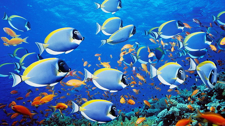 school of fish wallpaper, fish, animals, HD wallpaper