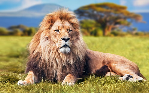 Lion In The Savanna Beautiful Hd Wallpaper, HD tapet HD wallpaper