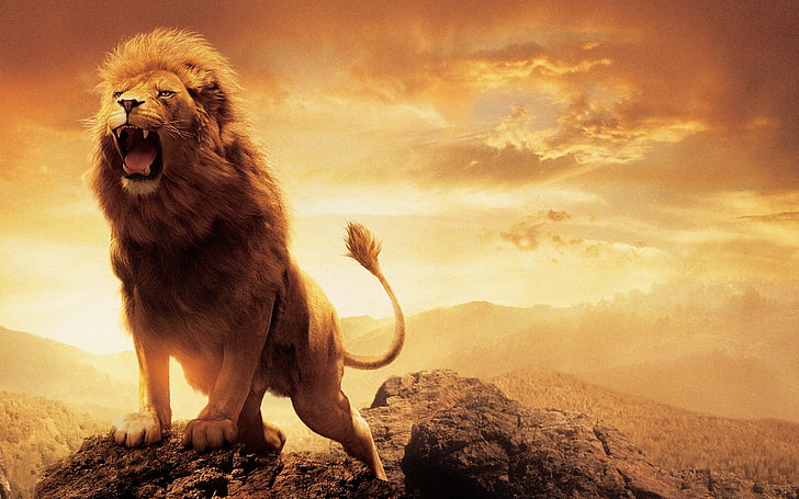 茶色のライオン、レオ、ライオン、ナルニア国物語、アスラン、 HDデスクトップの壁紙