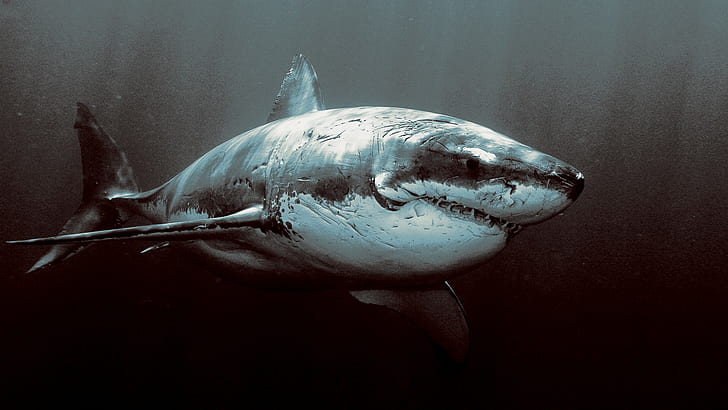 животные, акула, большая белая акула, HD обои