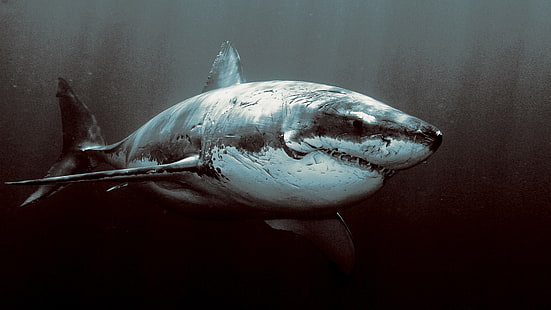 животные, акула, большая белая акула, HD обои HD wallpaper