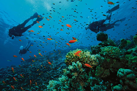 mergulhador, mergulho, peixe, oceano, mergulho, mar, subaquático, HD papel de parede HD wallpaper