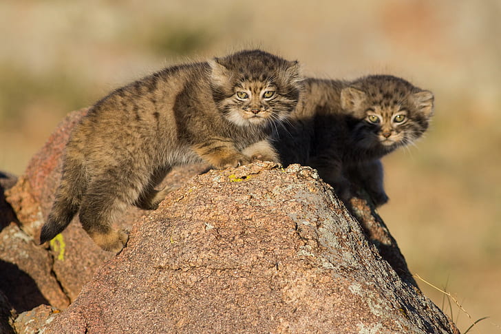 stone, kittens, Manul, a couple, cubs, HD wallpaper