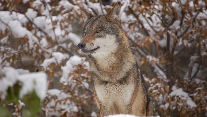 Красный волк в лесу, волчий щенок, серый волк, природа, живая природа, красный волк, животные, черный волк, снег, белый волк, HD обои
