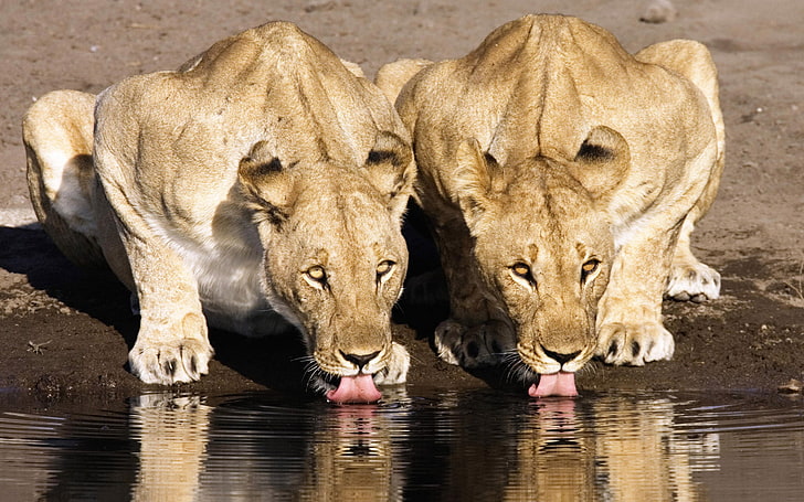 Lion Couple drinking water, two brown lioness, Animals, Lion, amazing animals wallpapers, beautiful animal wallpaper, wild animal wallpapers, lions wallpapers, HD wallpaper