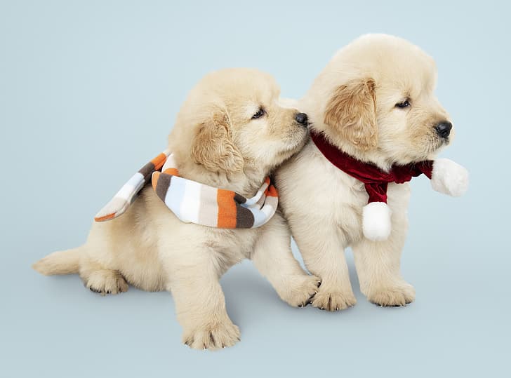 Cute Labrador Puppies HD wallpapers free download | Wallpaperbetter