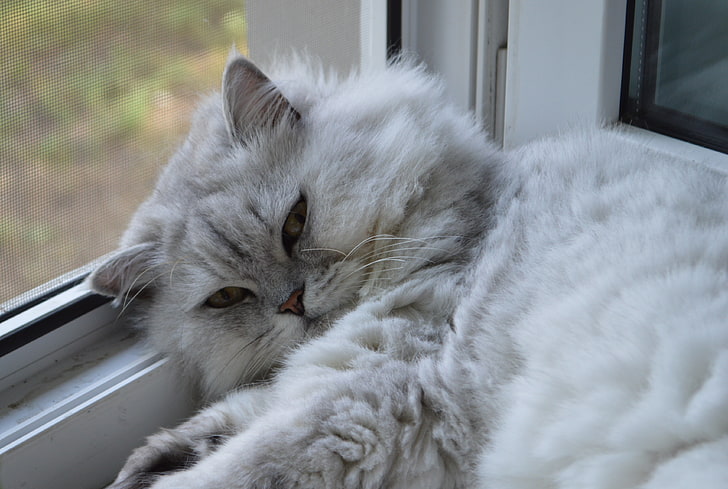 white and gray Persian cat, look, Persian chinchilla, Bonia, HD wallpaper