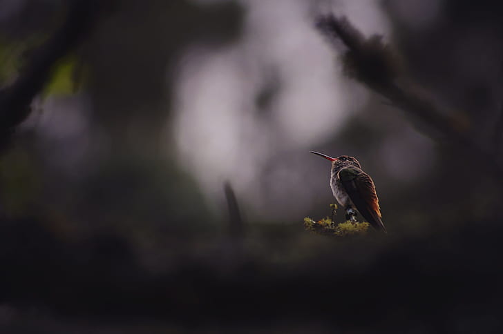 hummingbird, birds, hd, 4k, HD wallpaper
