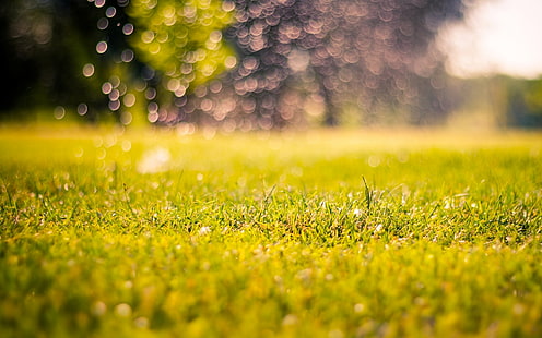 campo di erba verde, verdi, erba, natura, sfondo, sfocatura, mattina, prato, giorno, macro, bokeh, Sfondo HD HD wallpaper