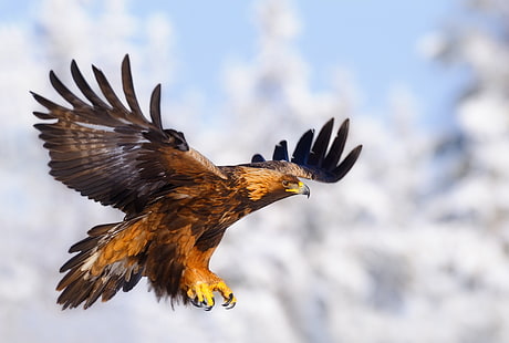 marrón y águila negra, animales, águila, pájaros, Fondo de pantalla HD HD wallpaper