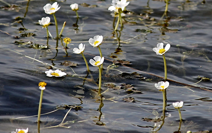 aquatic plant, buttercup, floating, flower, flowers, flowers photography, hahnenfugewchs, in the water, lake, mirroring, nature, pond, ranunculaceae, reflect, silent waters, small flowers, teichplanze, water, wate, HD wallpaper