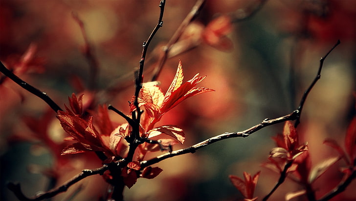 red-leafed tree, twigs, plants, leaves, depth of field, nature, branch, HD wallpaper