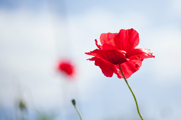 red flower with green stem, england, england, Poppies, England, green, stem, poppy  flowers, nature, red poppy, memorial day, poppy day, wild flowers, visit england, helios, booked, blur, depth of field, beautiful, flowers, canon, united kingdom, europe, stark, negative space, love  romance, send, nature photography, red, poppy, flower, plant, petal, summer, close-up, beauty In Nature, HD wallpaper