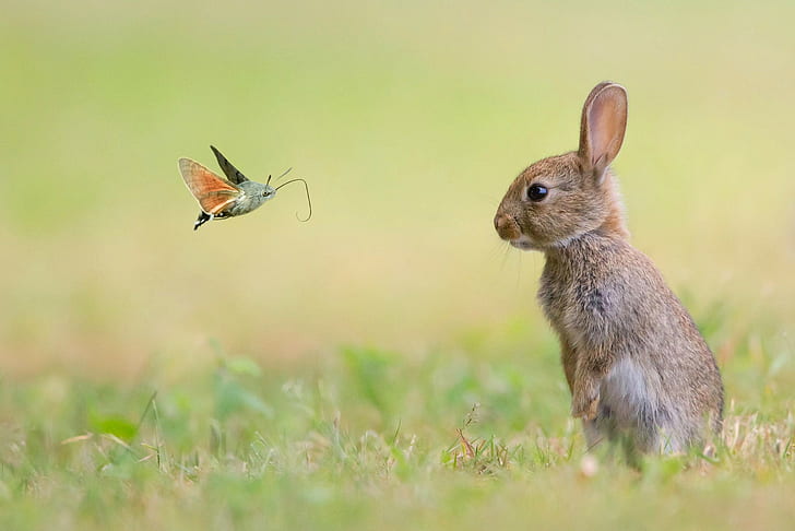 Butterfly and rabbit, butterfly, Rabbit, Nature, animals, HD wallpaper