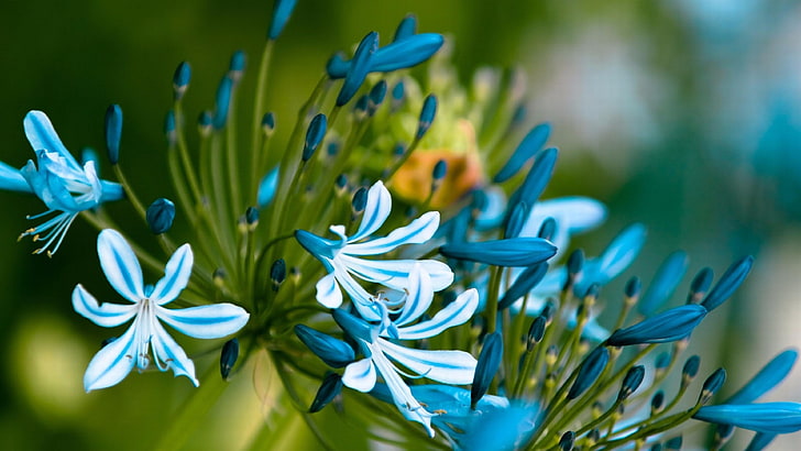 bunga, blur, bunga biru, flora, tanaman, musim semi, daun bunga, fotografi, close up, kuncup, fotografi makro, Wallpaper HD