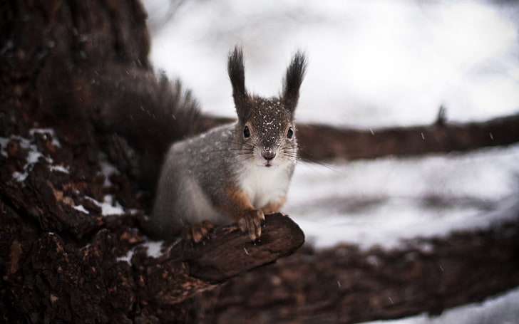 gray squirrel, squirrel, tree, winter, snow, fear, HD wallpaper