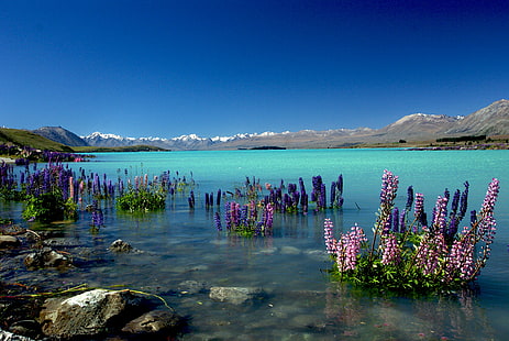 fioletowe płatki kwiatów w spokojnym ciele morza z brązowym jako tło, łubin, łubin, Russell, Lupins, Lake Tekapo, NZ, fioletowy, kwiaty, spokój, ciało, morze, brązowy, tło, niebieska woda, Sony DSLR A300, południe wyspa, sceneria, jezioro, Nowa Zelandia, jasny dzień, domena publiczna, poświęcenie, CC0, oznaczone geograficznie, zdjęcia, natura, góra, krajobraz, woda, scenics, na dworze, niebieski, odbicie, Tapety HD HD wallpaper