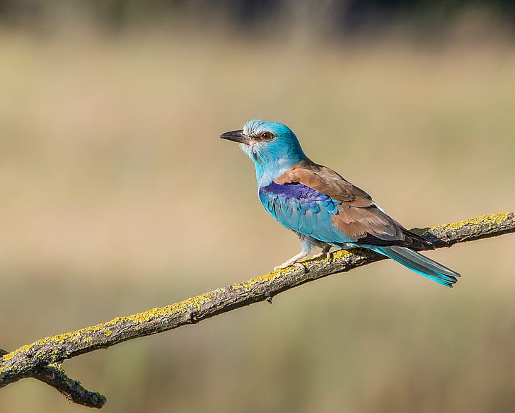 blue and brown bird, brown bird, bird, nature, wildlife, animal, blue, animals In The Wild, outdoors, beak, branch, HD wallpaper