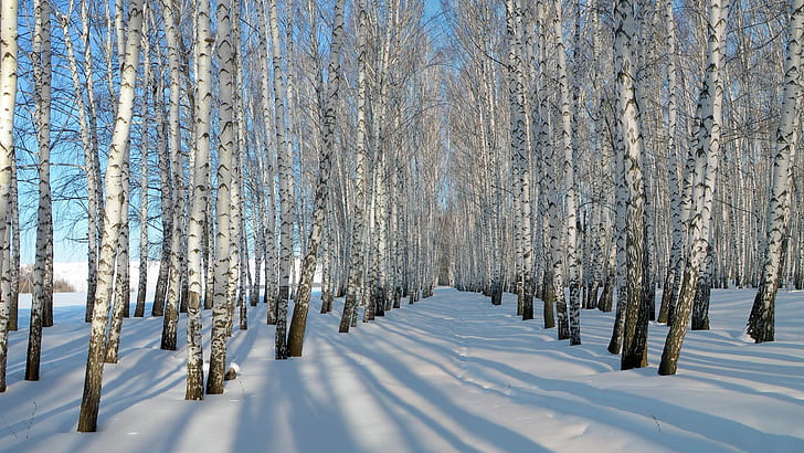 Gęsty śnieg, zima, brzozy, nagi las, Gęsty, Śnieg, Zima, Brzoza, Drzewa, Tapety HD