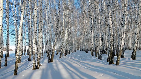 Neve espessa, inverno, bétulas, floresta nua, Espessa, Neve, Inverno, Bétula, Árvores, HD papel de parede HD wallpaper
