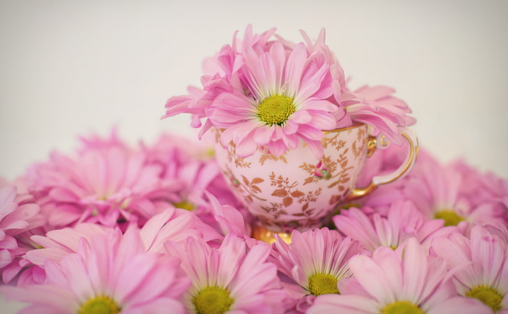 ヒナギクの花 かわいい 春 ピンク 花 ヒナギク デイジー 磁器 中国カップ Hdデスクトップの壁紙 Wallpaperbetter